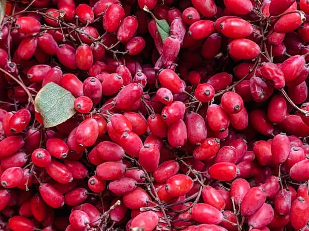 زرشک تازه مخصوص تهیه انواع نوشیدنی و مربا