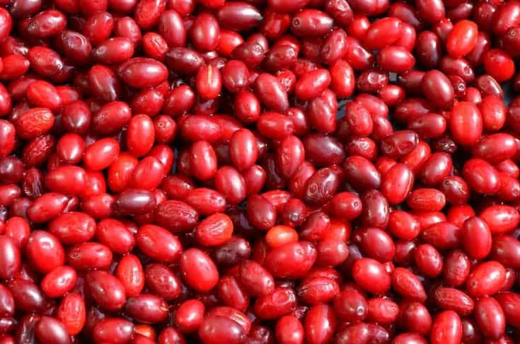 تصویر 3 از زرشک تازه مخصوص تهیه انواع نوشیدنی و مربا