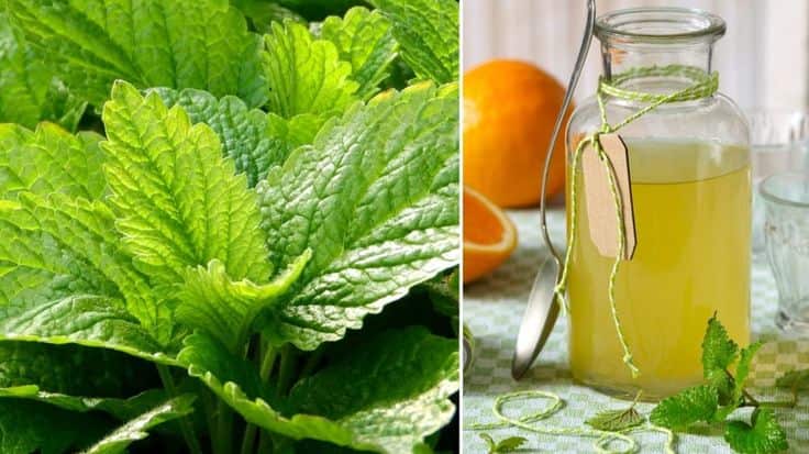 تصویر 4 از عرق نعنا دو آتشه مسکن سریع ناراحتی گوارشی