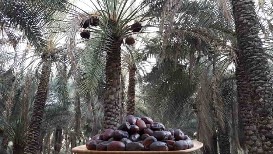 قیمت خرما درجه یک