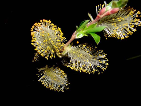 تصویر 4 از عرق بیدمشک شیشه ای + حفظ عطر و طعم