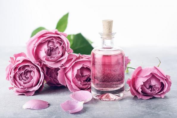 گلاب سحرخیز با عطری متعادل و ماندگاری بالا