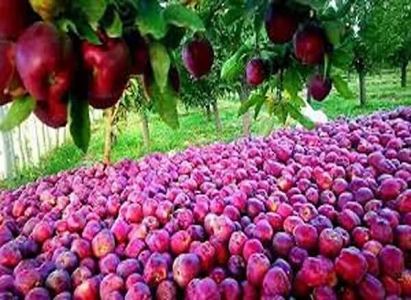 تصویر 2 از سیب درختی ارومیه درجه یک و ممتاز