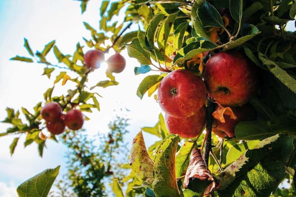 سیب درختی قرمز با بسته‌ بندی بهداشتی