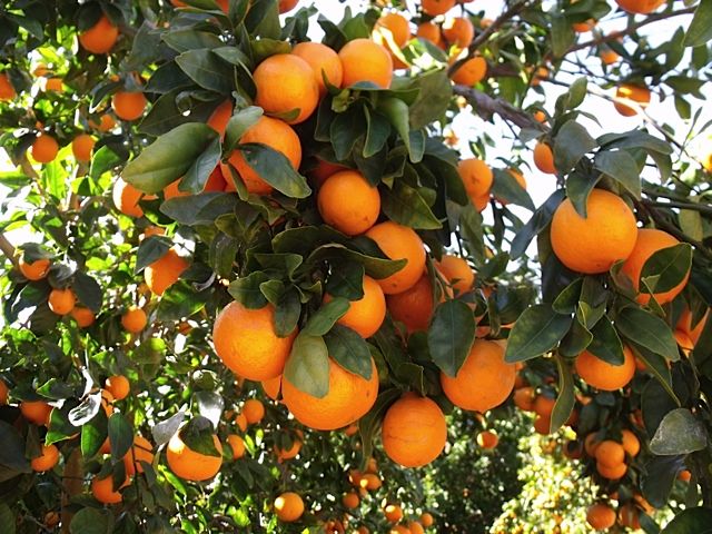تصویر 1 از پرتقال تامسون ناول درجه یک صادراتی