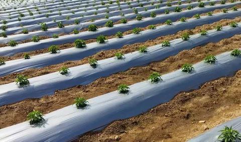 تصویر 2 از پخش عمده نایلون مالچ کشاورزی عرض 1/10 با بهترین قیمت بازار