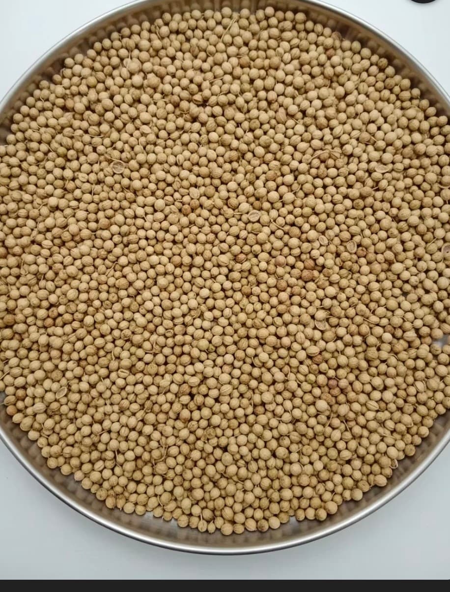 تصویر 1 از تجارت گشنیز در ایران با آناهیتا اکسپورت coriander Trade