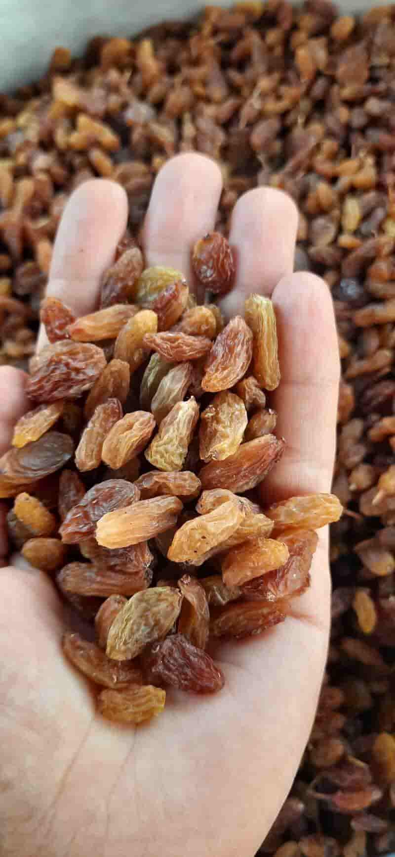 تصویر 2 از کشمش آفتابی ملکان با کیفیت + ارزان