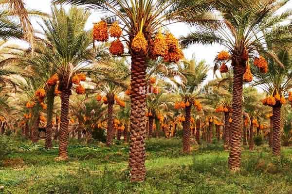 خرید خرما بوشهر