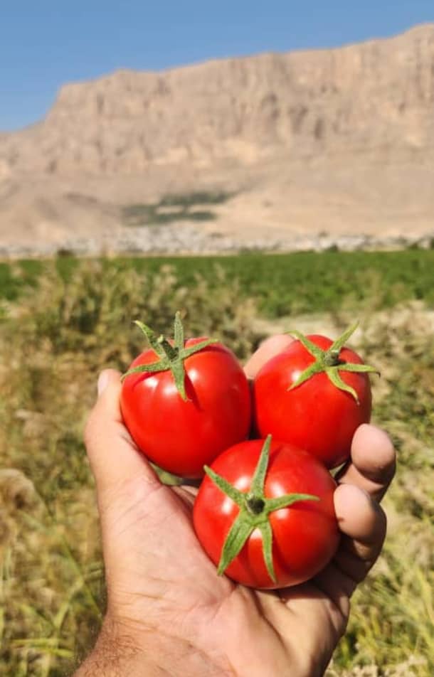 تصویر 3 از رب گوجه فرنگی حلب رها دشت 17 کیلویی