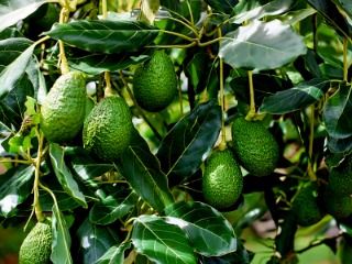 تصویر 1 از فروش عمده نهال آووکادو اصلاح نژاد شده پیوندی دوساله