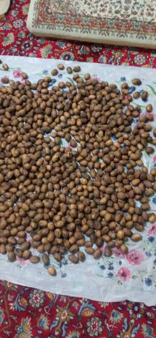 تصویر 1 از مرکز پخش نهال گردو پکان + نهال گردو معتدله