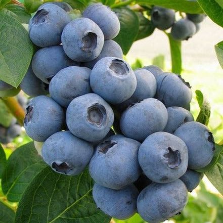 تصویر 3 از فروش عمده نهال بلوبری دوساله سردسیری + فروش نهال بلوبری معتدله