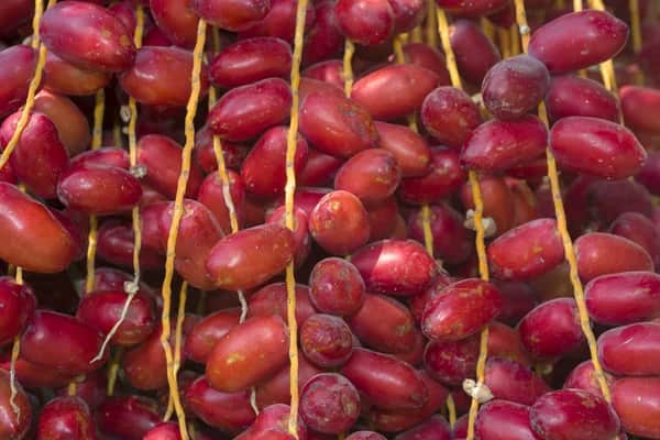 تصویر 2 از خرما مضافتی خوشه ای در اندازه های مختلف