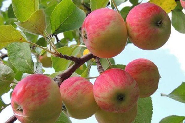 تصویر 4 از سیب قرمز رنگ سمیرم مجلسی و ارگانیک
