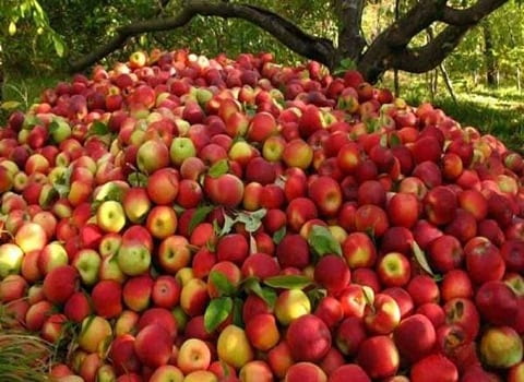 سیب قرمز عمده بابلسر مجلسی و درشت