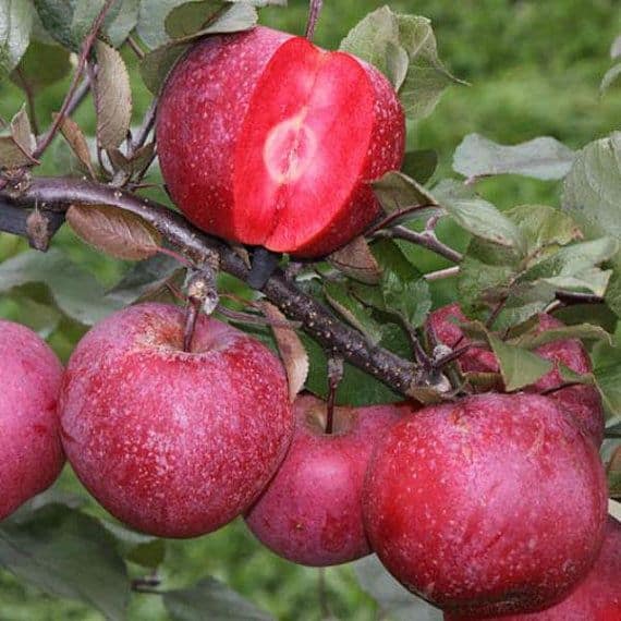 سیب قرمز تازه و ماندگار برای نگهداری