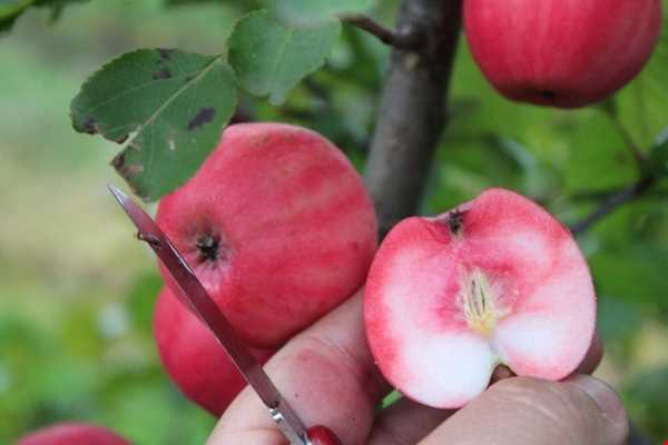 تصویر 3 از سیب تو قرمز شاهرود مجلسی لوکس