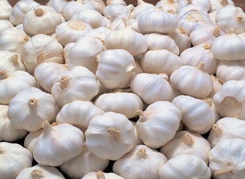 تصویر 1 از سیر قرمز کرمان رنگ و طعمی خاص برای آشپزی منحصر به فرد