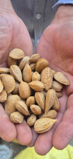 تصویر 1 از بادام درختی اعلا