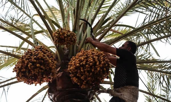تصویر 1 از خرما زاهدی جهرم با کیفیت ممتاز و ماندگاری بالا