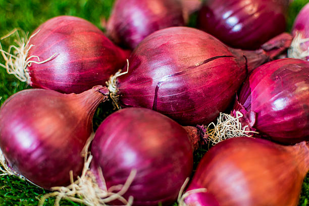 تصویر 5 از پیاز قرمز بناب با پوسته بنفش تیره و طعم تند