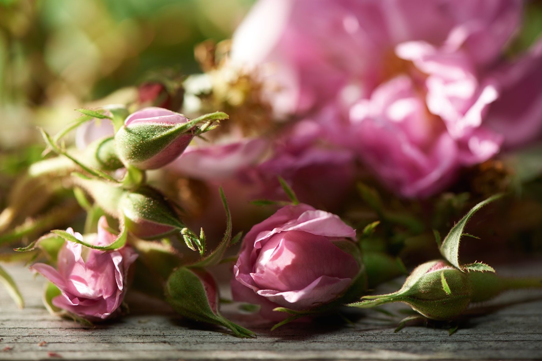 تصویر 3 از غنچه گل محمدی ارگانیک صددرصد خالص