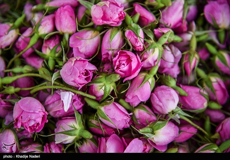 تصویر 3 از غنچه گل محمدی لاله زار کرمان خوش‌ رنگ معطر