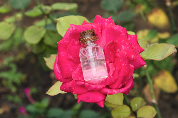تصویر 2 از گلاب شفاف با طعم لطیف و عطر آرام بخش