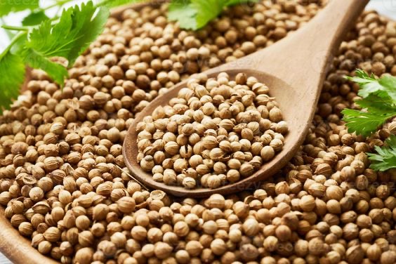 تصویر 5 از بذر گشنیز پاک‌ شده آماده کاشت با کیفیت تضمینی