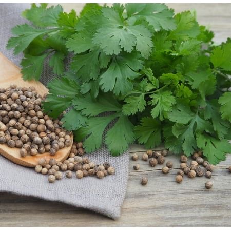 تصویر 3 از بذر گشنیز پاک‌ شده آماده کاشت با کیفیت تضمینی