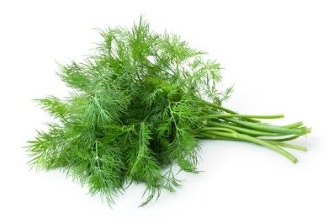 فروش سبزی شوید
