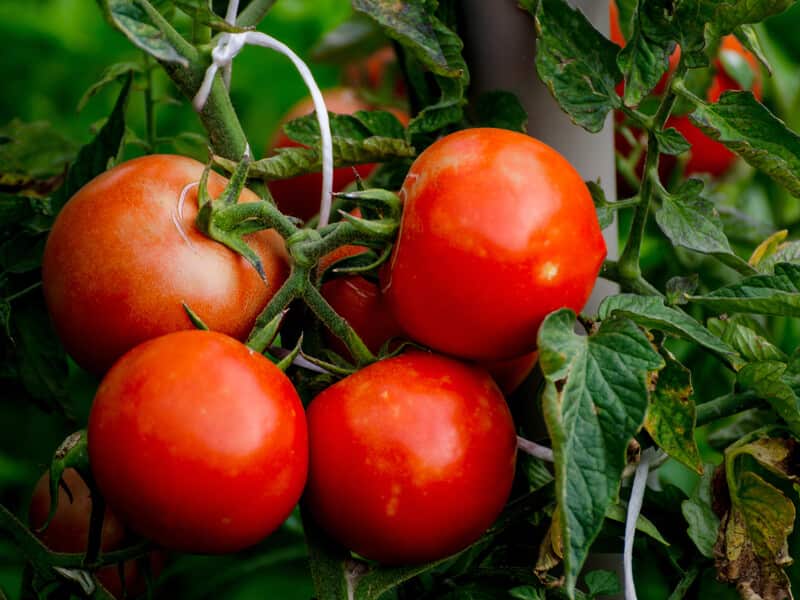 تصویر 5 از گوجه فرنگی ارگانیک قرمز تازه و خوشمزه