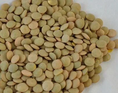 تصویر 3 از قیمت فروش فوق العاده کنسرو عدسی + خرید عمده