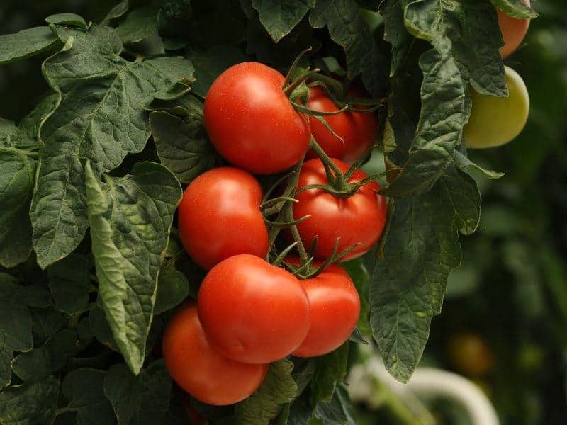 تصویر 1 از گوجه فرنگی رسمی محلی قرمز تازه و مرغوب
