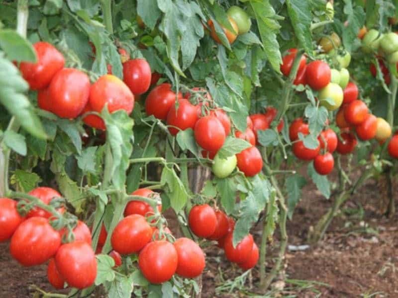 تصویر 2 از گوجه فرنگی کوچک ارگانیک و محلی سالم و تازه