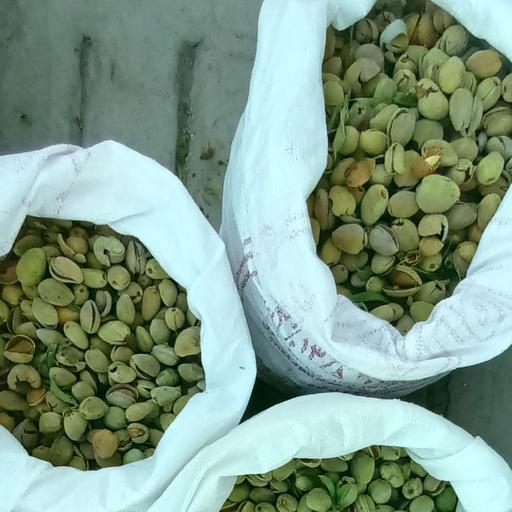 تصویر 2 از بادام درختی با پوست سبز و کیفیت تضمینی