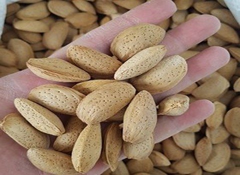 تصویر 5 از بادام درختی محلی تازه با طعم شیرین
