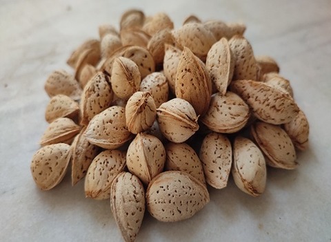 تصویر 1 از بادام درختی محلی تازه با طعم شیرین