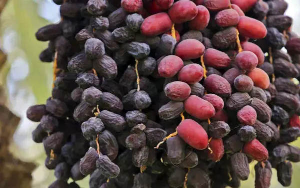 تصویر 4 از خرما مضافتی خوشه ای فله و ارزان مناسب مصرف روزانه
