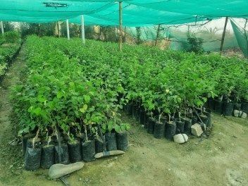 تصویر 3 از فروش فوق العاده نهال کنار پیوندی + فروش عمده نهال کنار پیشین
