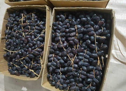 تصویر 2 از خرما مضافتی درشت مجلسی تازه و مرغوب