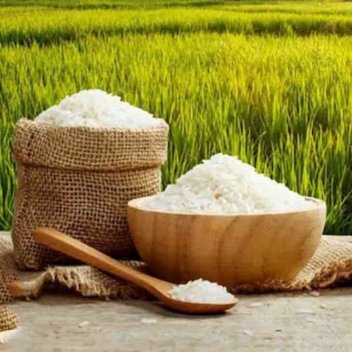 برنج فجر گرگان با عطر و طعم عالی
