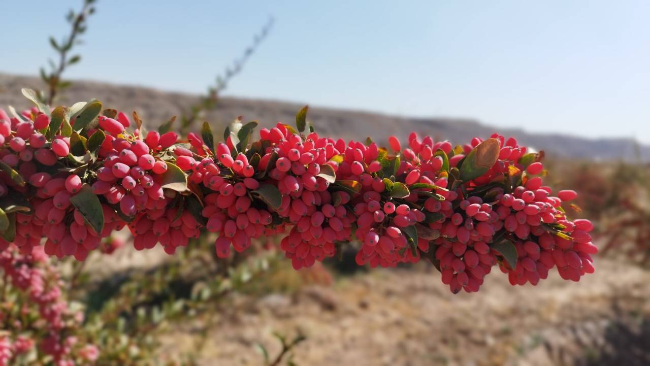 تصویر 5 از زرشک مرغوب خراسان جنوبی