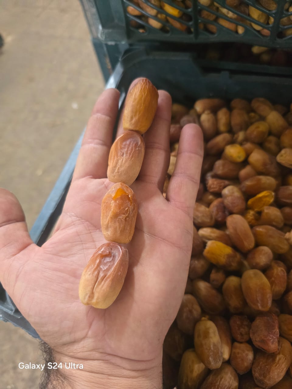 تصویر 3 از خرما زاهدی جنوب دانه درشت برای صادرات