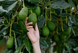 تصویر 1 از فروش فوق العاده نهال آووکادو معتدله + ارسال رایگان برای شمال ایران