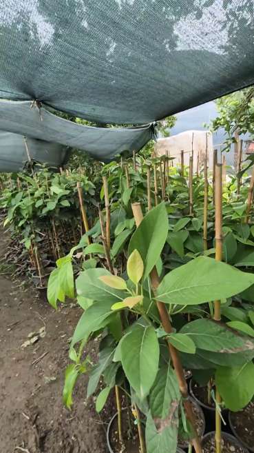 تصویر 4 از فروش عمده نهال آووکادو تیپ A و B در ارقام مختلف