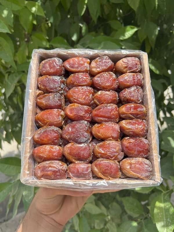 خرما کبکاب تلسکوپی با طعم شیرین و نرم