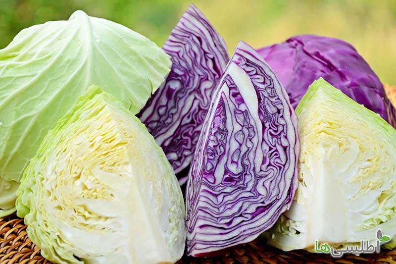 تصویر 5 از کلم سفید شسته و تمیز مناسب مصارف خانگی