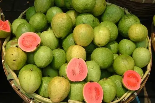 فروش عمده گواوا تازه + بارگیری ازباغات ایران